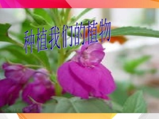 教科版3年级科学下册12-_种植我们的植物(优质)