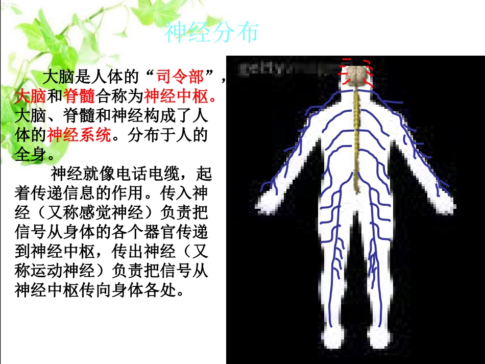苏教版小学科学五年级下册《神经》课件(4)_第3页