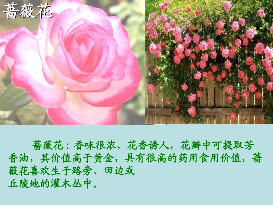 7_我不是最弱小的课件 (4)_第3页