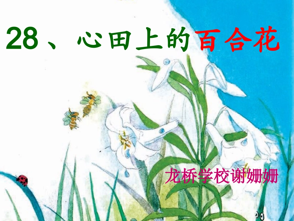 心田上的百合花_第1页