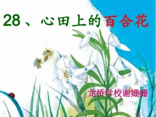 心田上的百合花