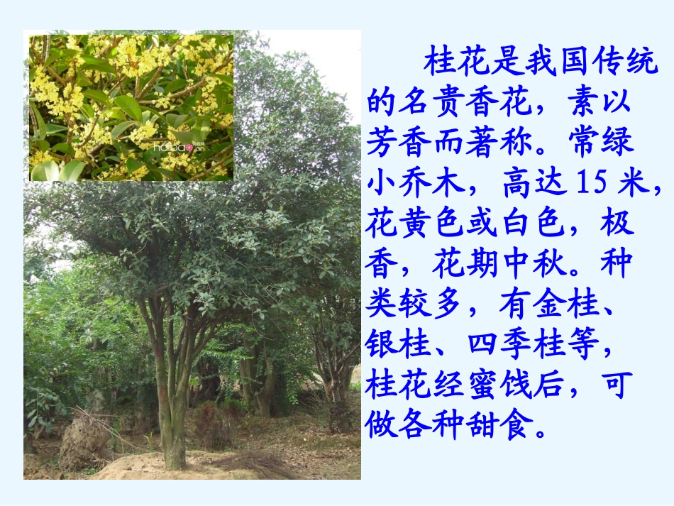 7桂花雨 (2)_第2页
