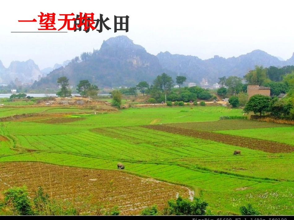 第六单元作文：乡村风光_第3页