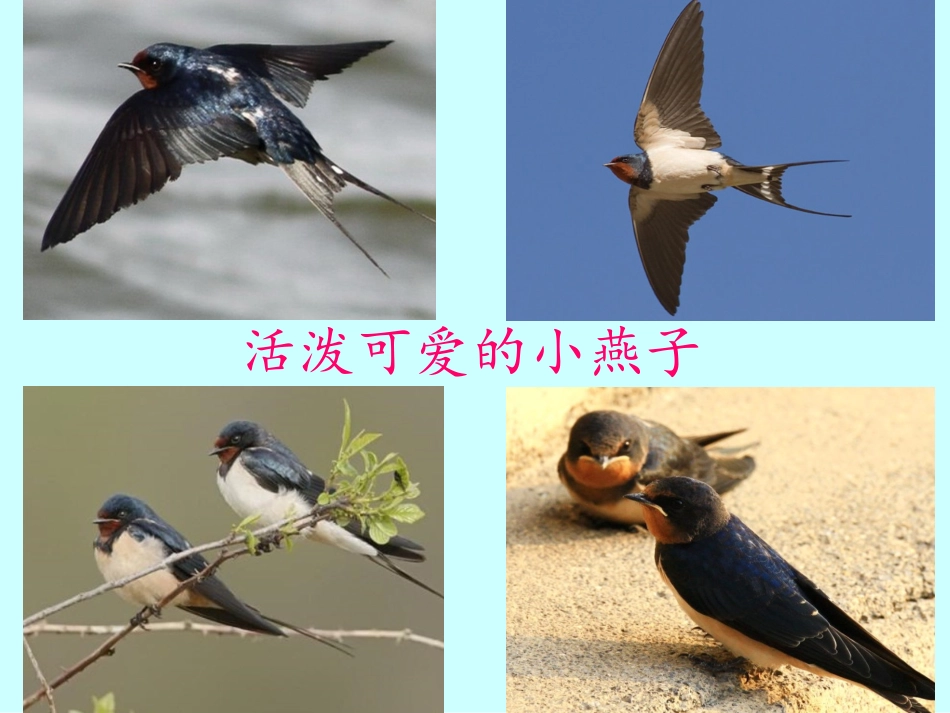 燕子_王晓波_第3页