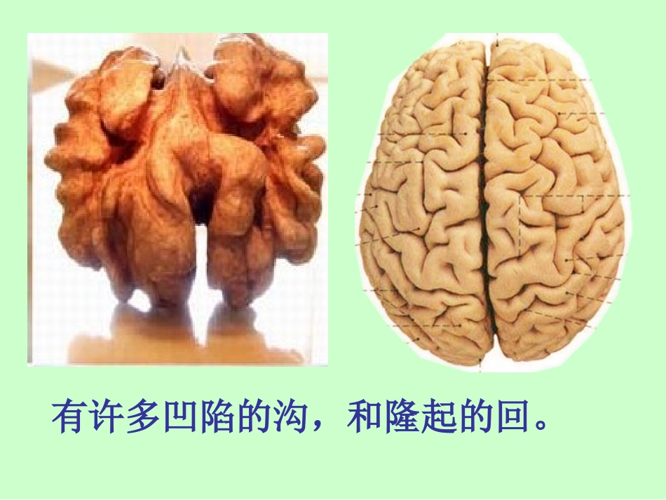 五年级科学《大脑》课件_第3页