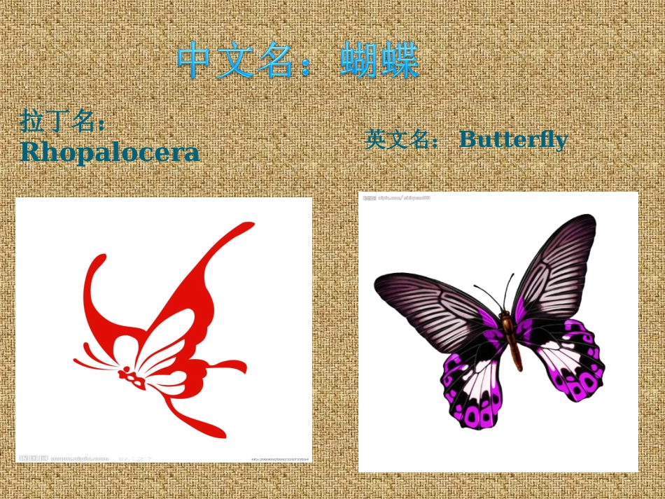 手工折纸：蝴蝶_第2页