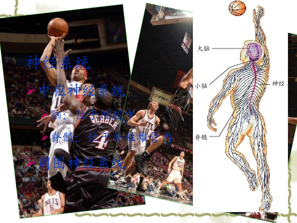 通过神经系统的调节_第3页