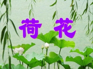 三年级语文下册第一组3荷花第一课时课件