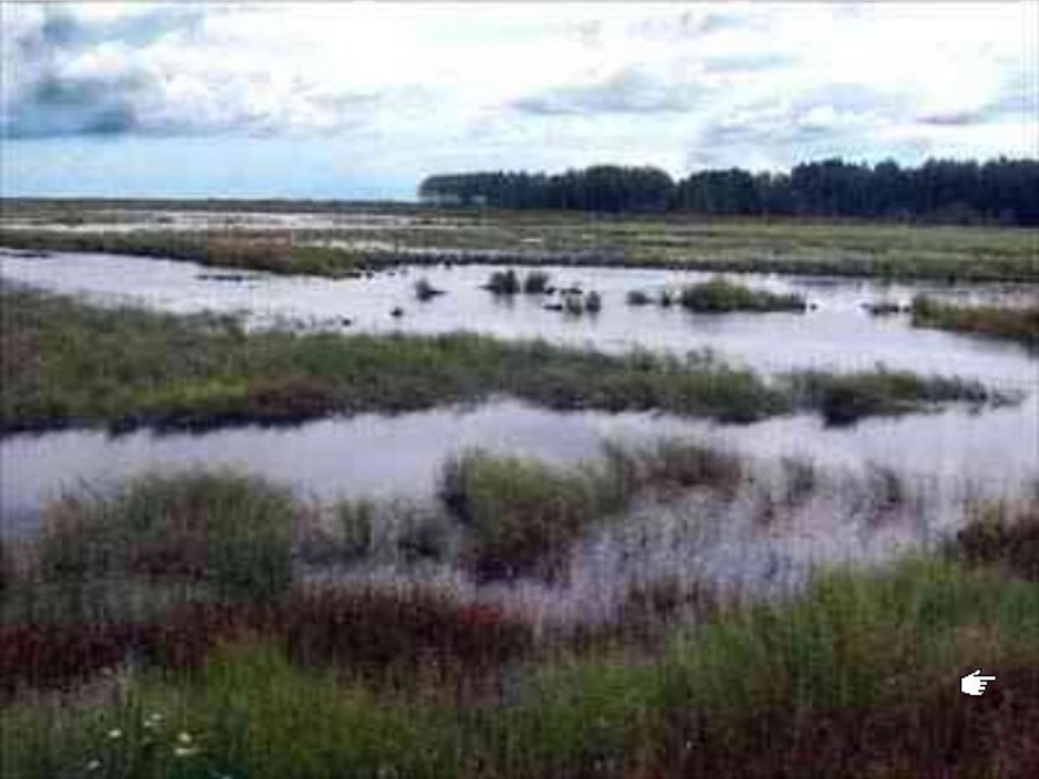 6可爱的草塘_第3页