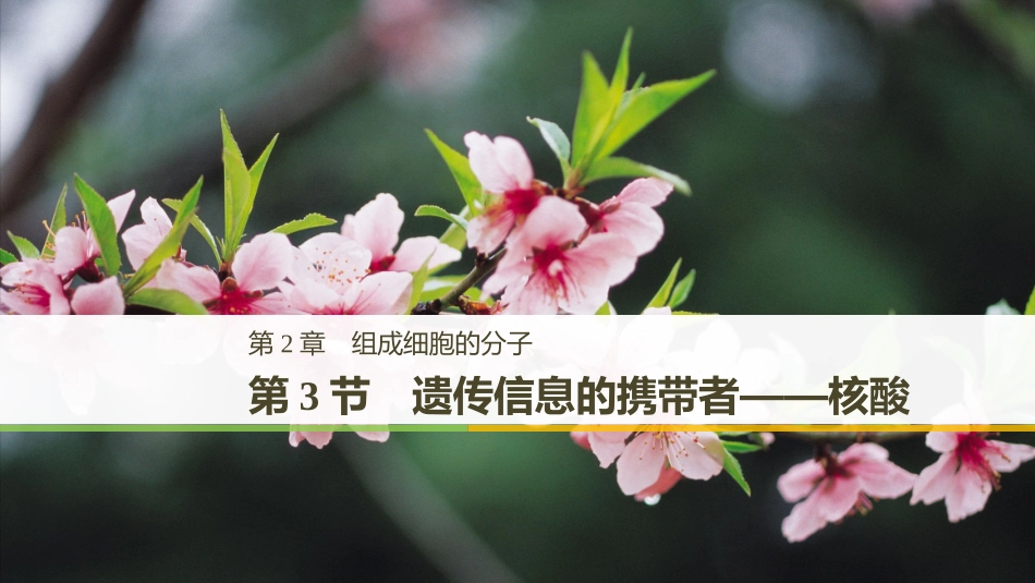 必修1：23遗传信息的携带者—核酸_第1页