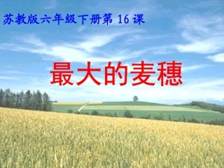 最大的麦穗PPT
