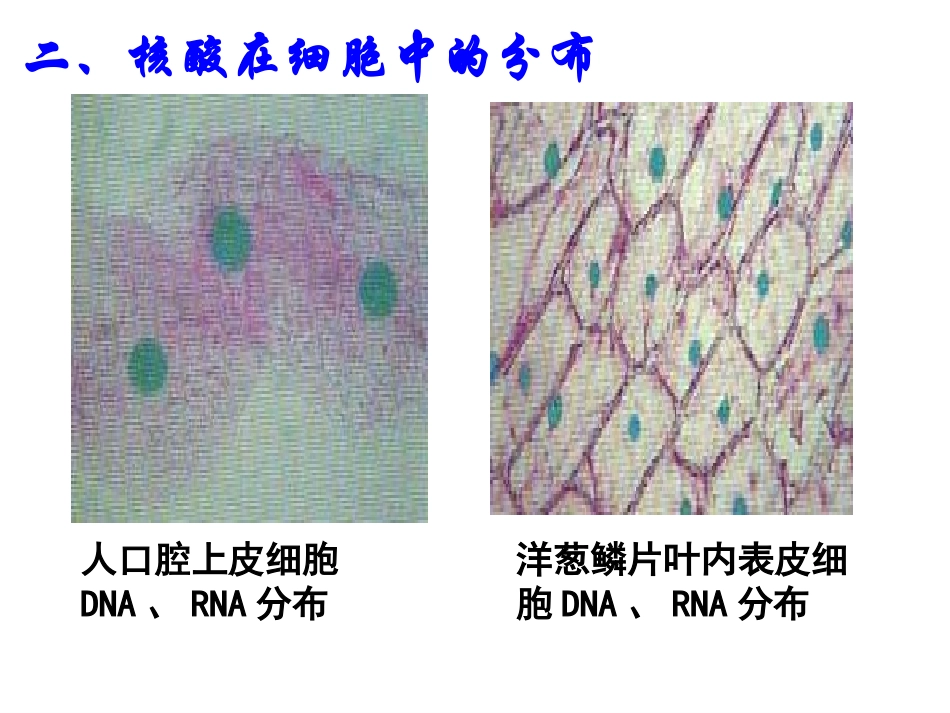 23遗传信息的携带者——核酸_第3页