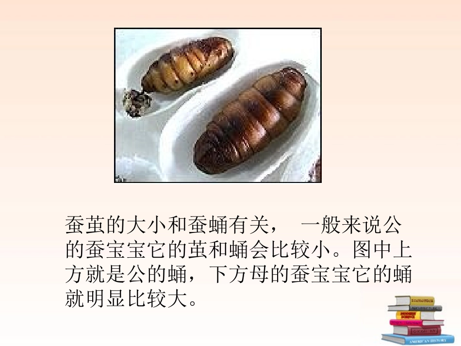 三年级科学下册_蛹变成了什么_第3页