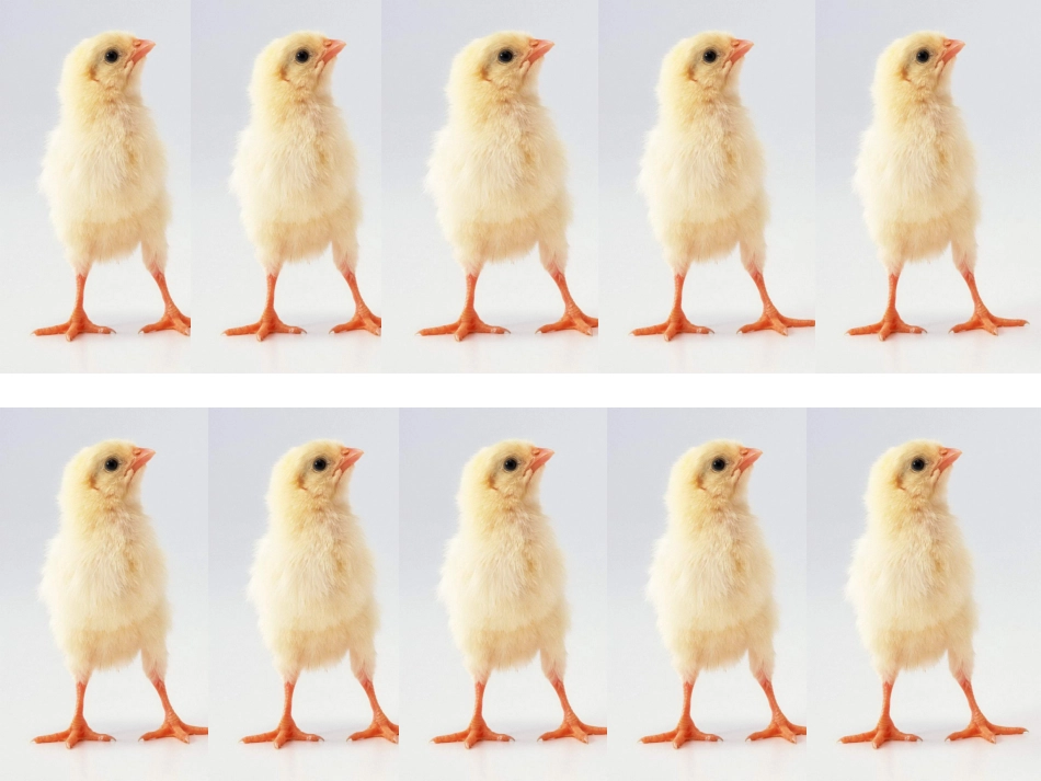 它们一样多吗？_第1页