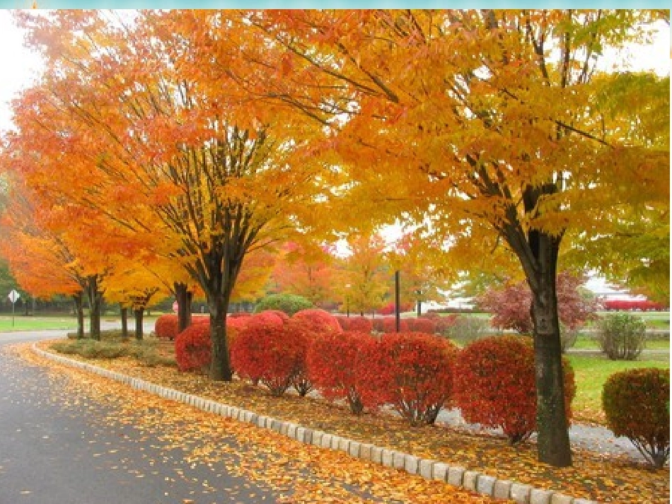 秋天的图画(三年级语文园地三)_第2页