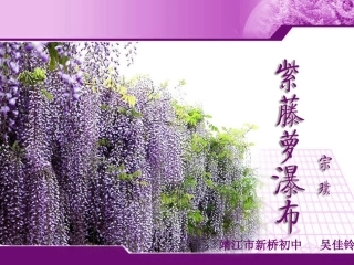 紫藤萝瀑布——定稿（新）