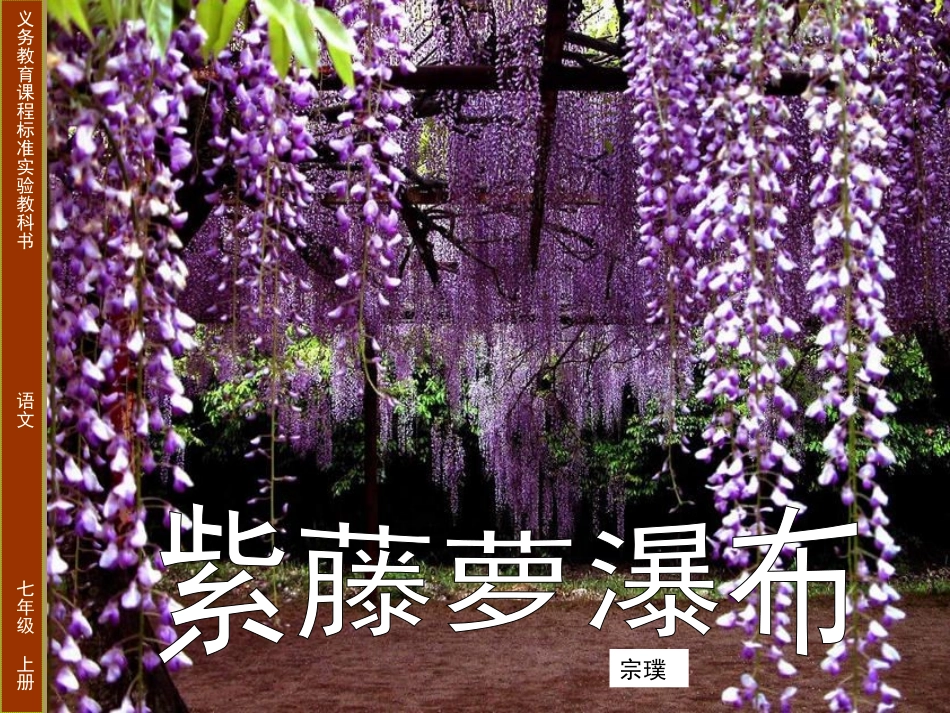 紫藤萝瀑布 (3)_第1页