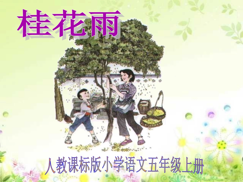 桂花雨_PPT课件_第1页