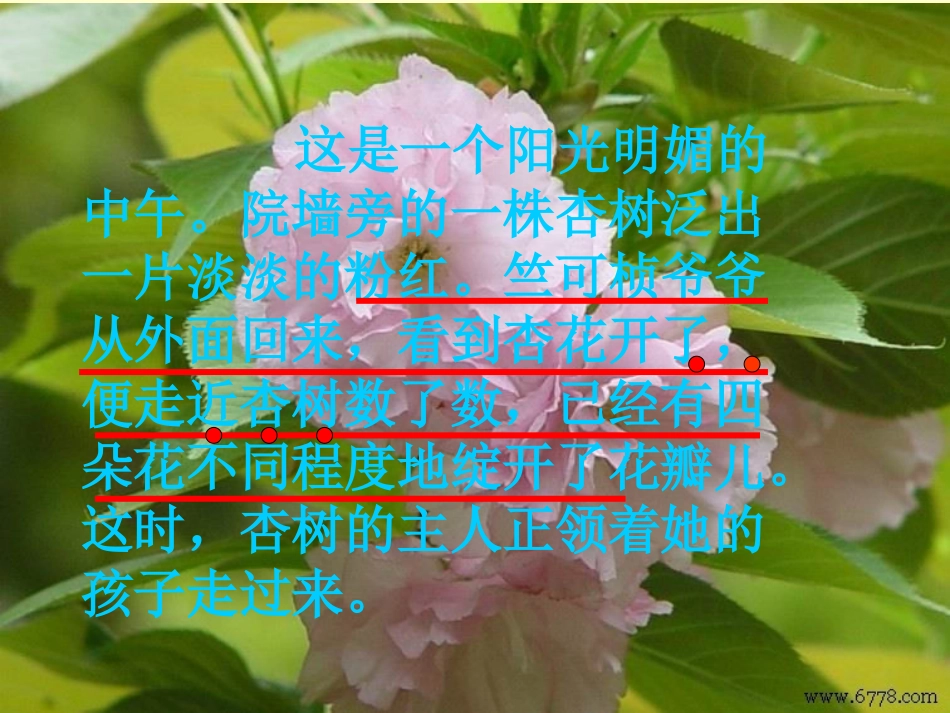 第一朵杏花课件 (2)_第3页