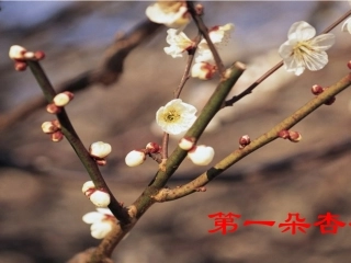 第一朵杏花课件 (2)