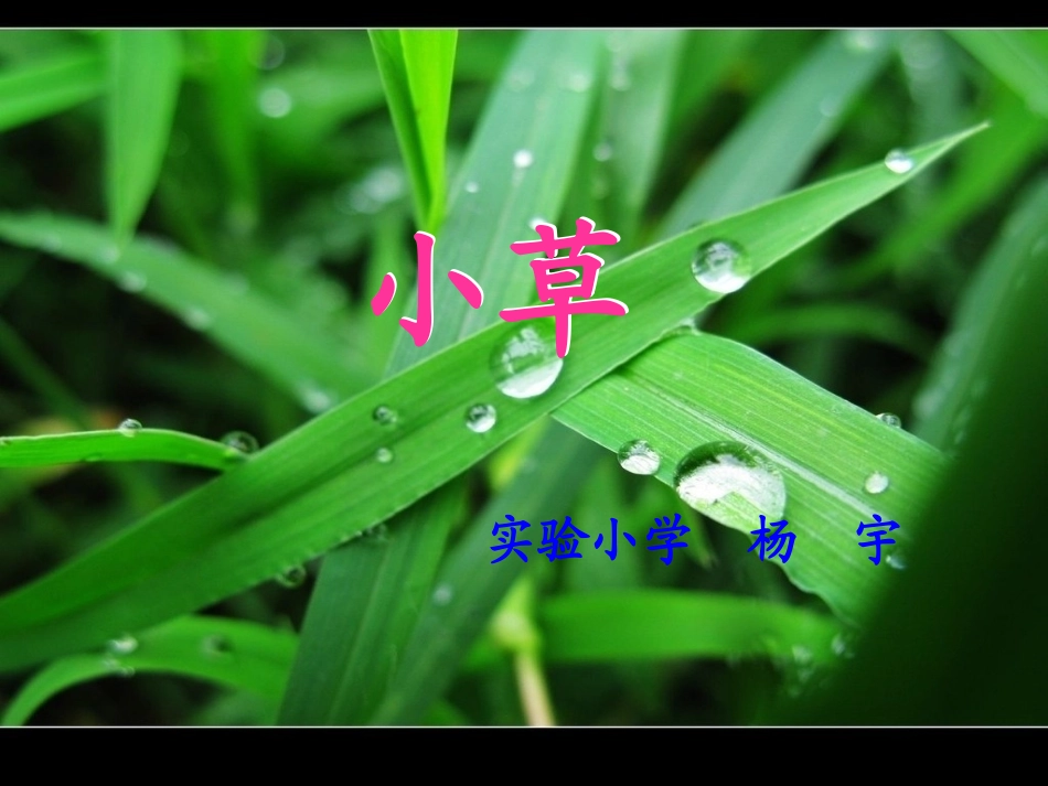 修改后的小草_第1页