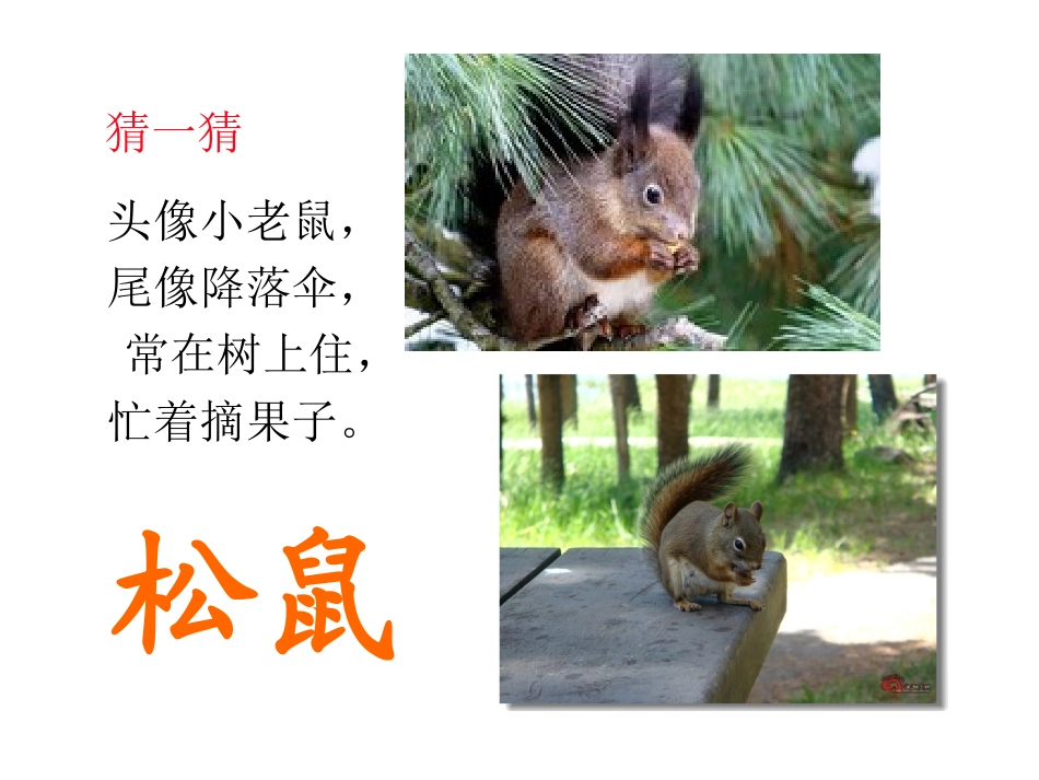 《松鼠和松果》优秀课课件_第1页