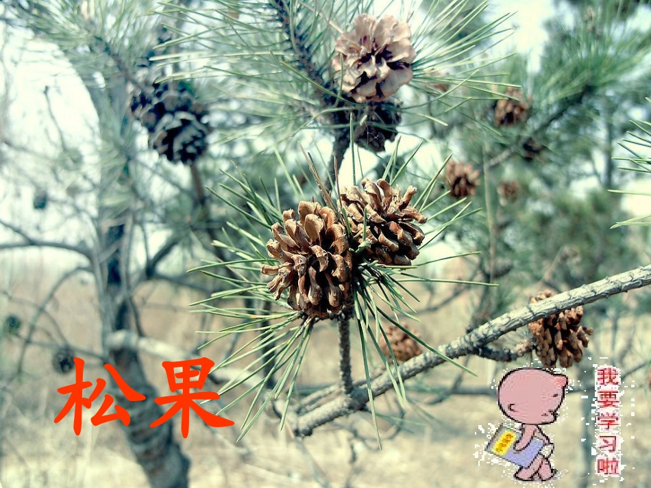 《松鼠和松果》优秀课课件_第2页