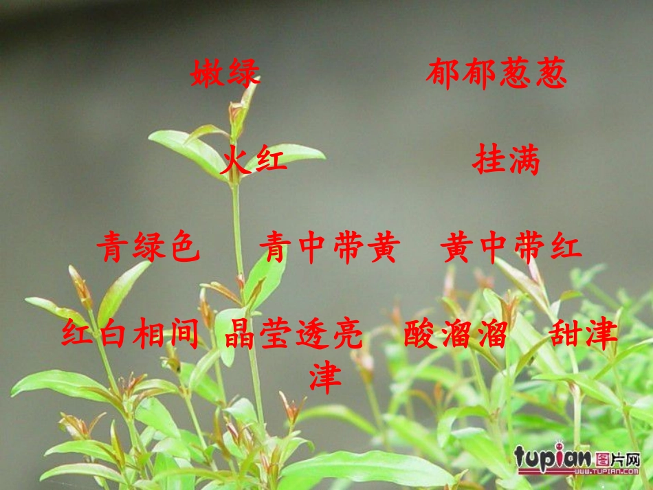 石榴课件陈进_第2页
