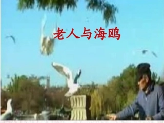 《老人与海鸥》课件 (2)