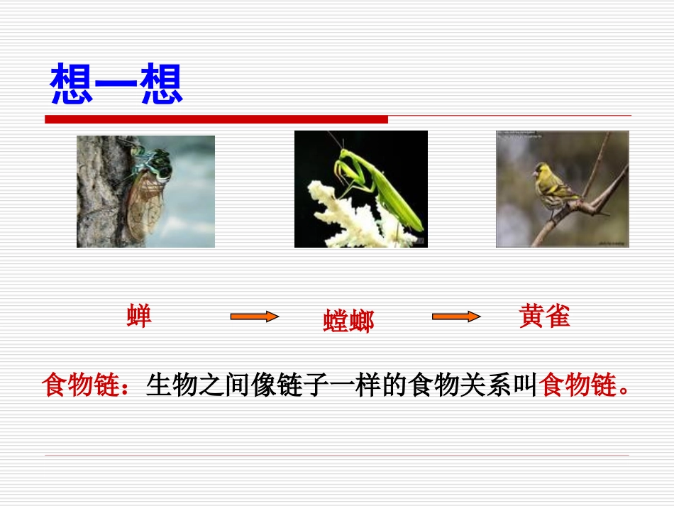 重工四校孙婷《有趣的食物链》PPT_第2页