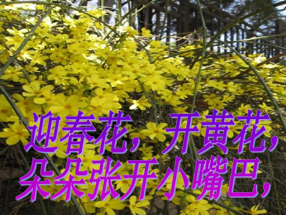 小班语言：儿歌《迎春花》PPT_第2页
