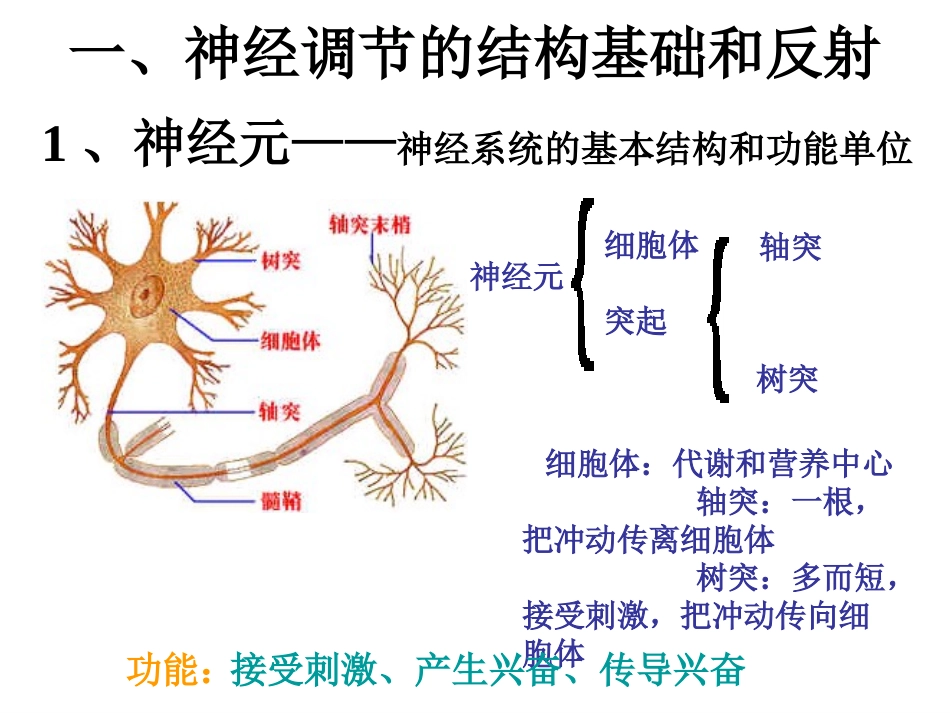 神经调节（4）讲课用_第2页