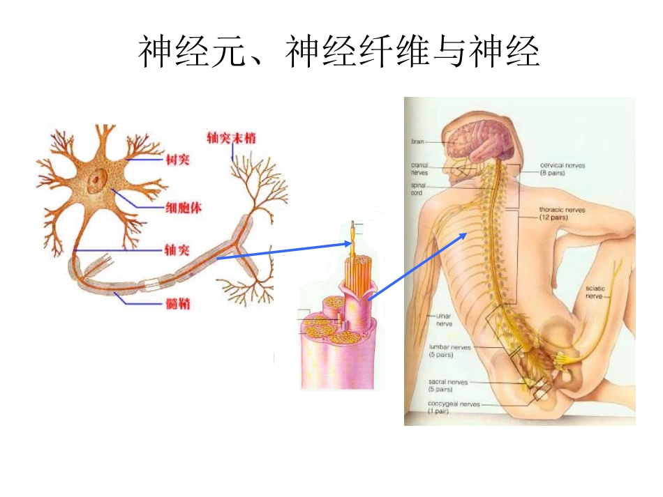 神经调节（4）讲课用_第3页