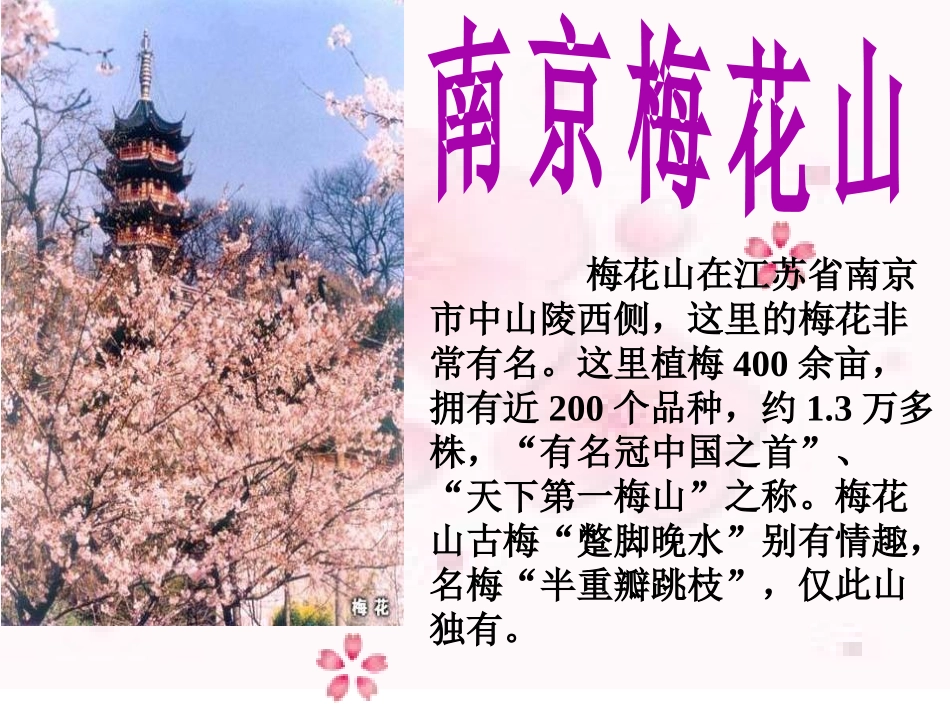 课文4、春到梅花山_第2页