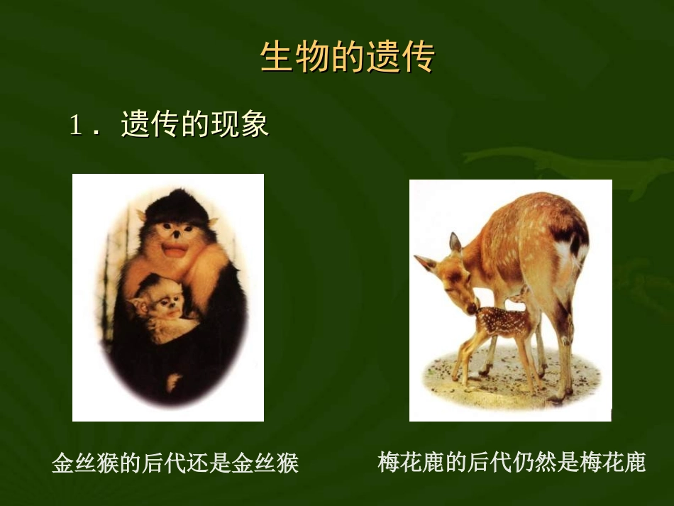 八年级生物《生物的遗传》课件_第2页