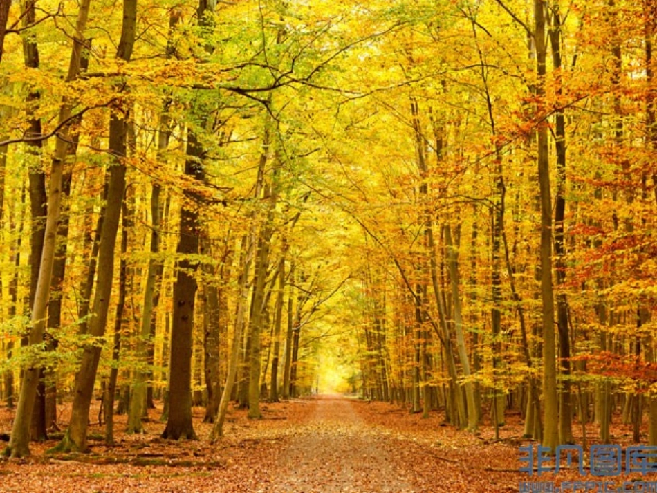 秋天的树实物_PPT_第2页