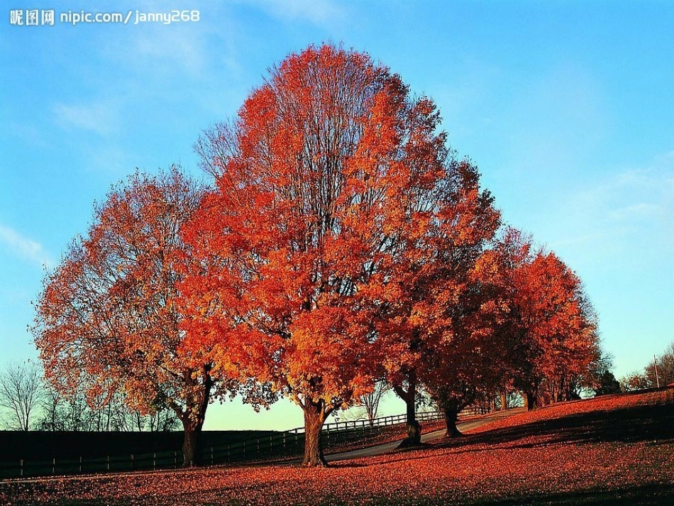 秋天的树实物_PPT_第3页