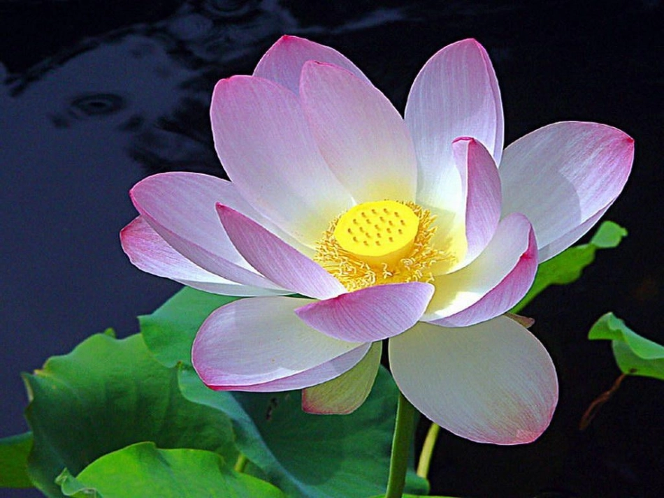 武汉版五年级下册信息技术第4课《池塘荷花艳》_第1页