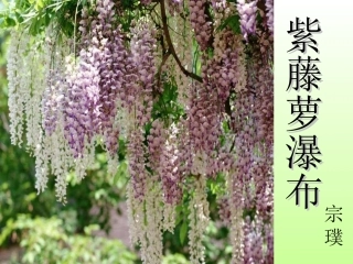 紫藤萝瀑布王娟红