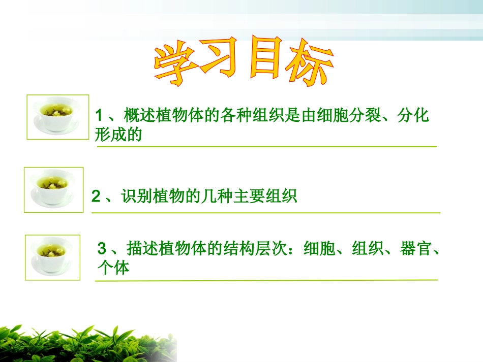 植物体的结构层次wyn_第2页