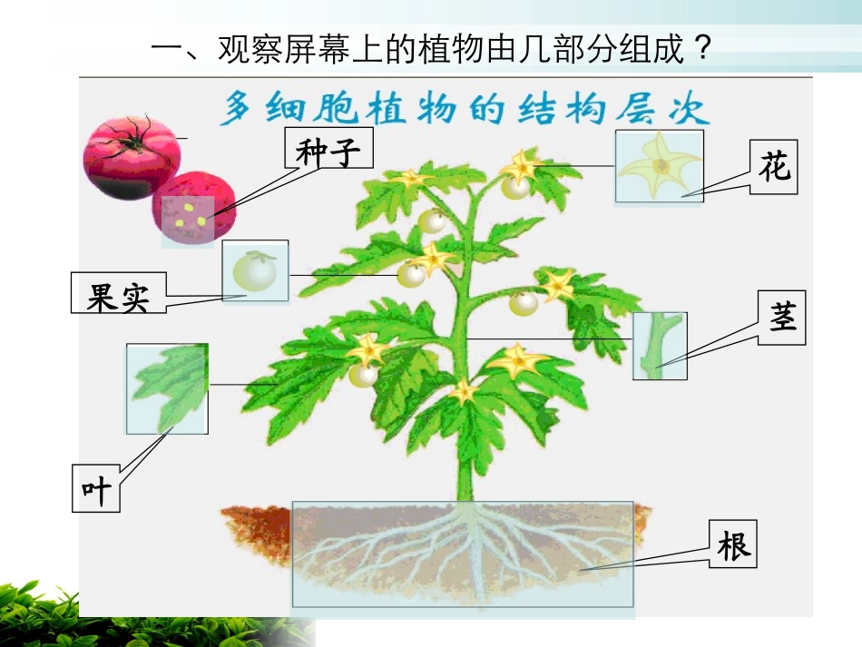 植物体的结构层次wyn_第3页