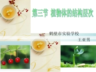 植物体的结构层次wyn