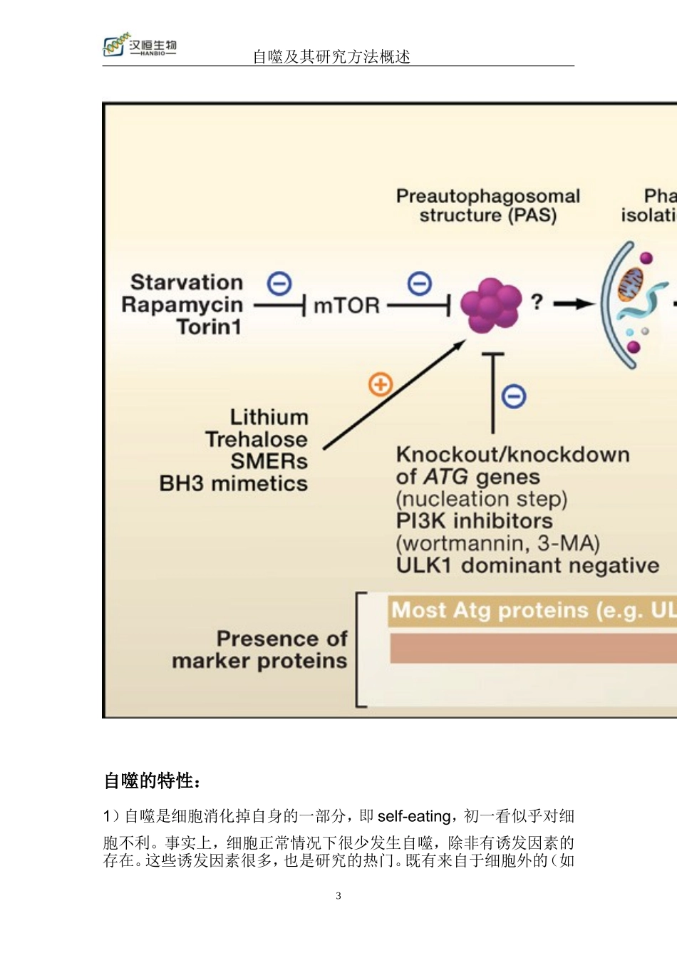 自噬及其研究方法_第3页