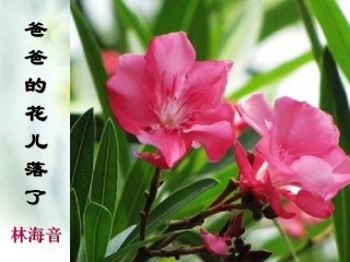 爸爸的花儿落了成稿