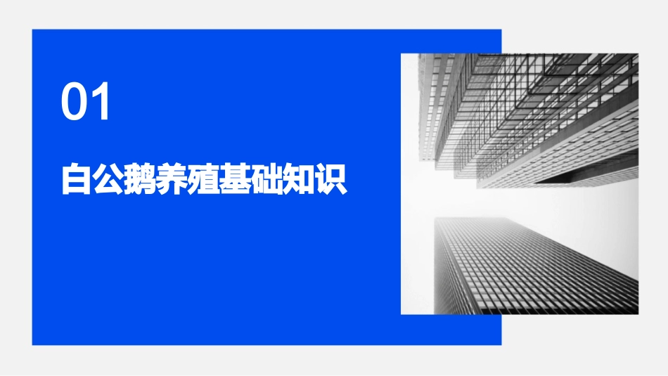 2024年白公鹅养殖技术培训手册：从入门到精通_第3页