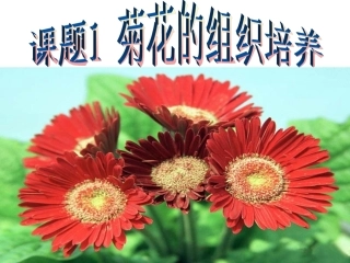 专题3课题1菊花的组织培养