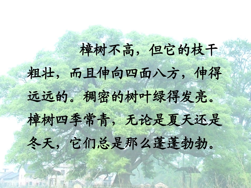 宋庆龄故居的樟树_第3页