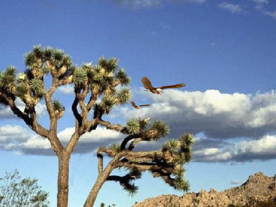 小鹰学飞课件 (2)_第2页