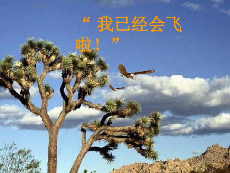 小鹰学飞课件 (2)_第3页