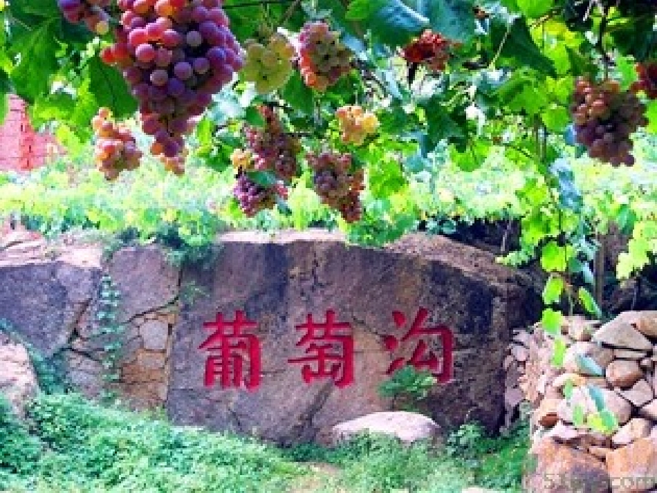 葡萄沟课件 (2)_第1页